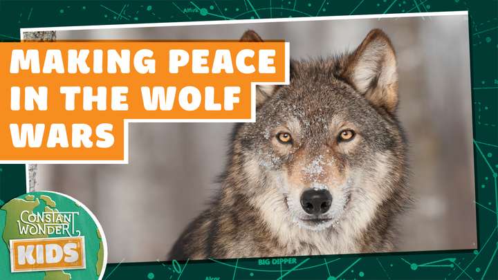 Making Peace in the Wolf Wars