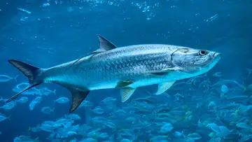 Lords of the Fly Catch a World-Record Fish