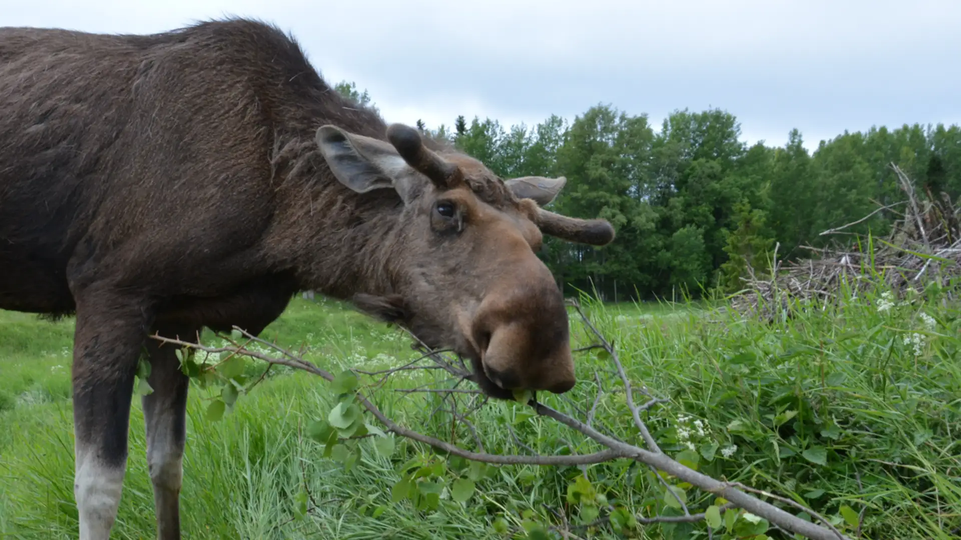 EXTRA: "The Moose and the Cheese" by Maynard Moose