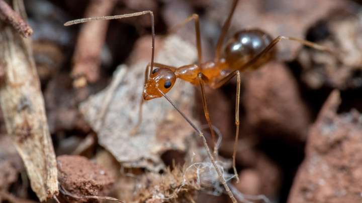 Crazy Ants Invading the US