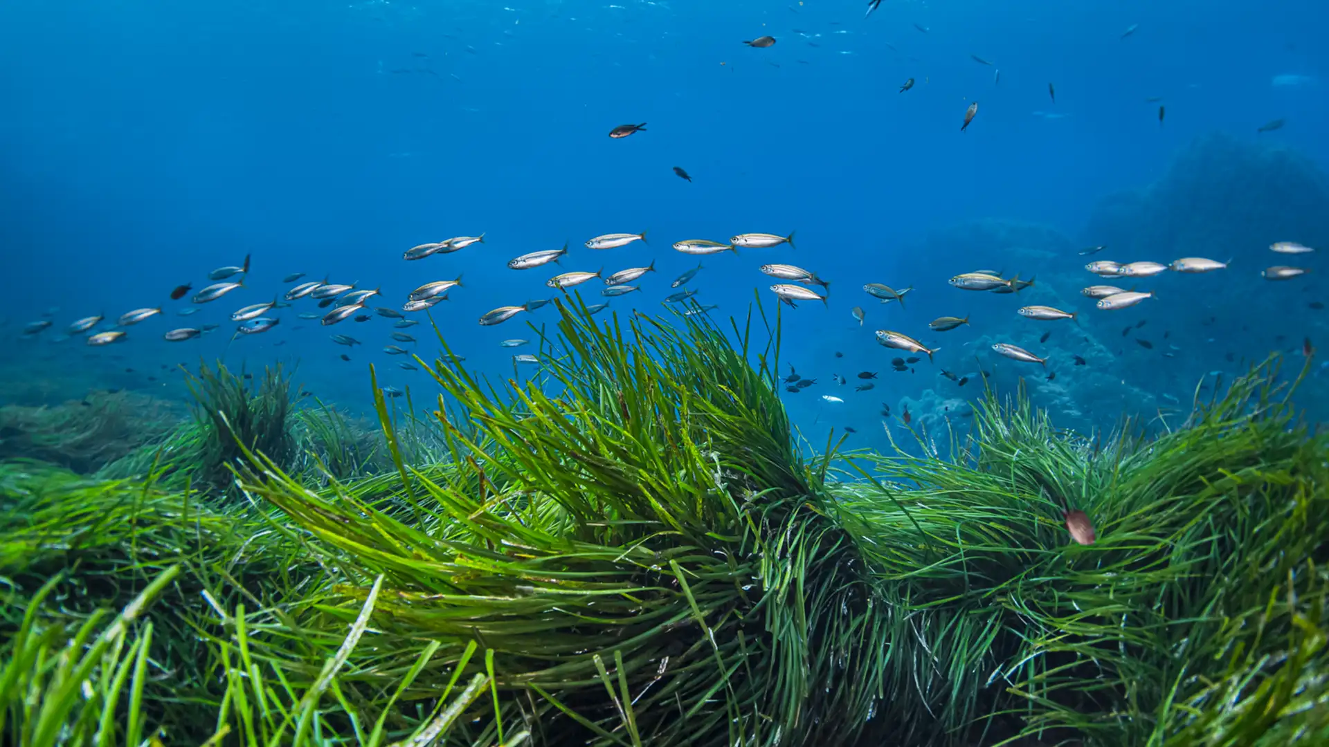 Seagrass