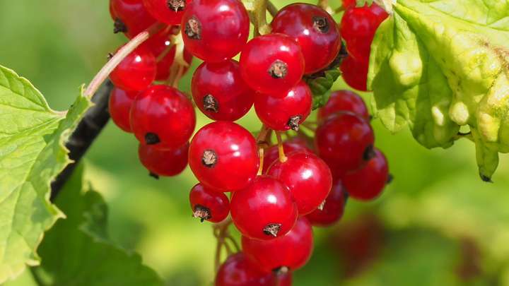 BITE: "Highbush Cranberry Jelly" by Pete Griffin