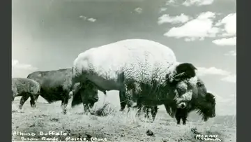 Control of the National Bison Range’s Herd Returned to Native Tribes