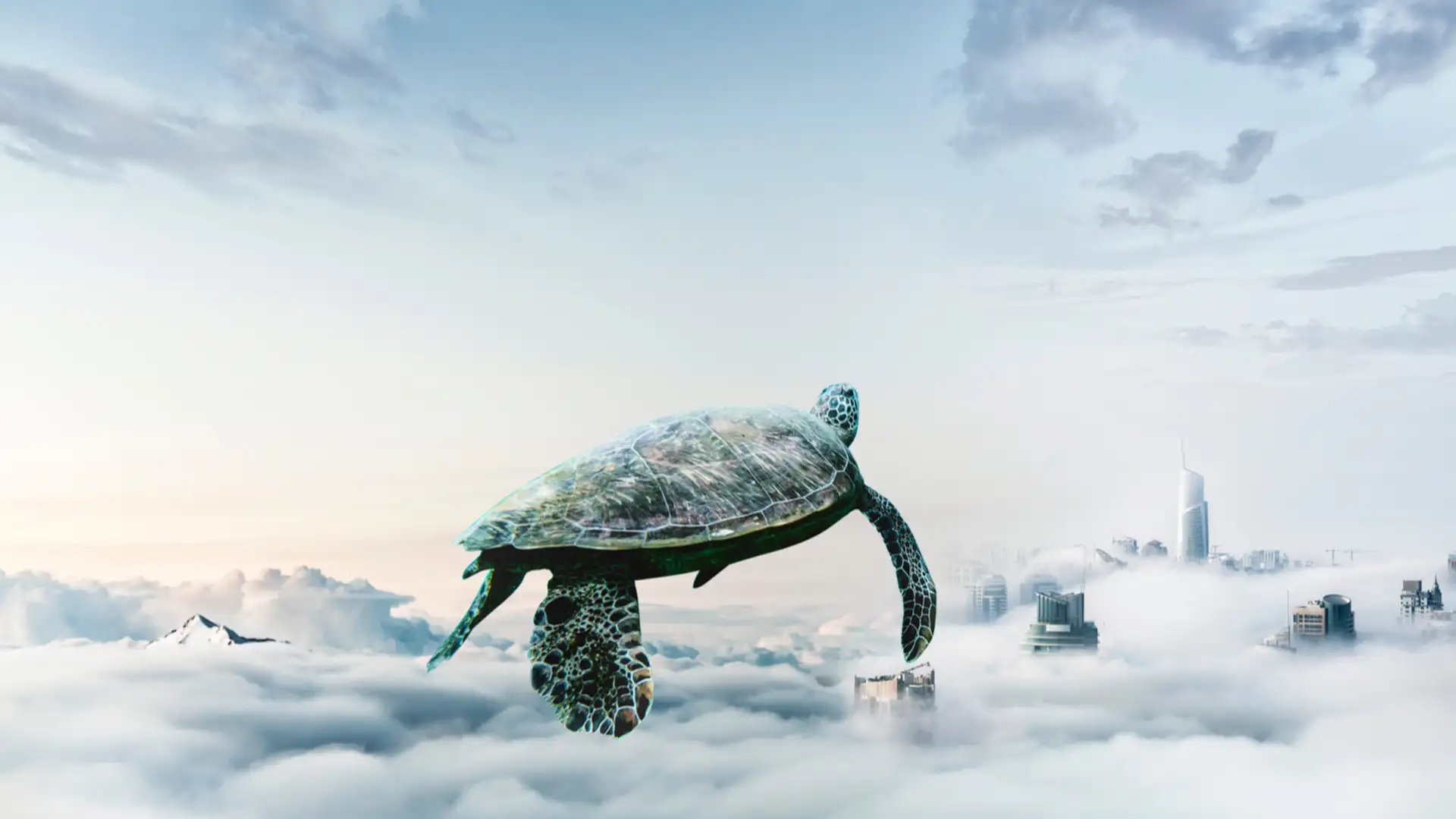 "Turtle Learns to Fly"