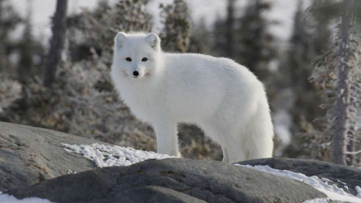 Wandering Arctic Fox