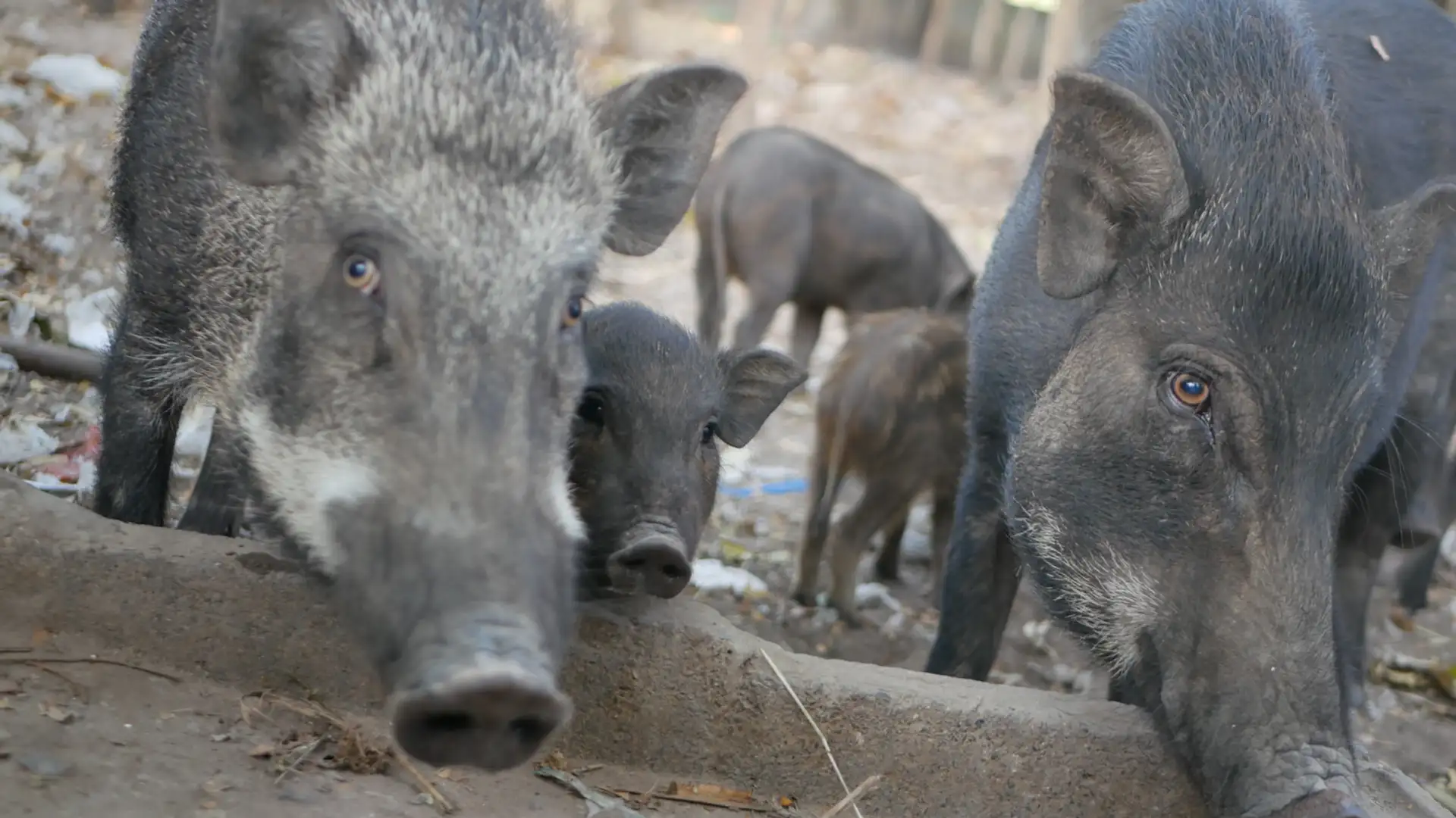 Feral Pigs