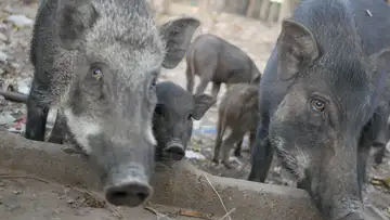 Feral Pigs