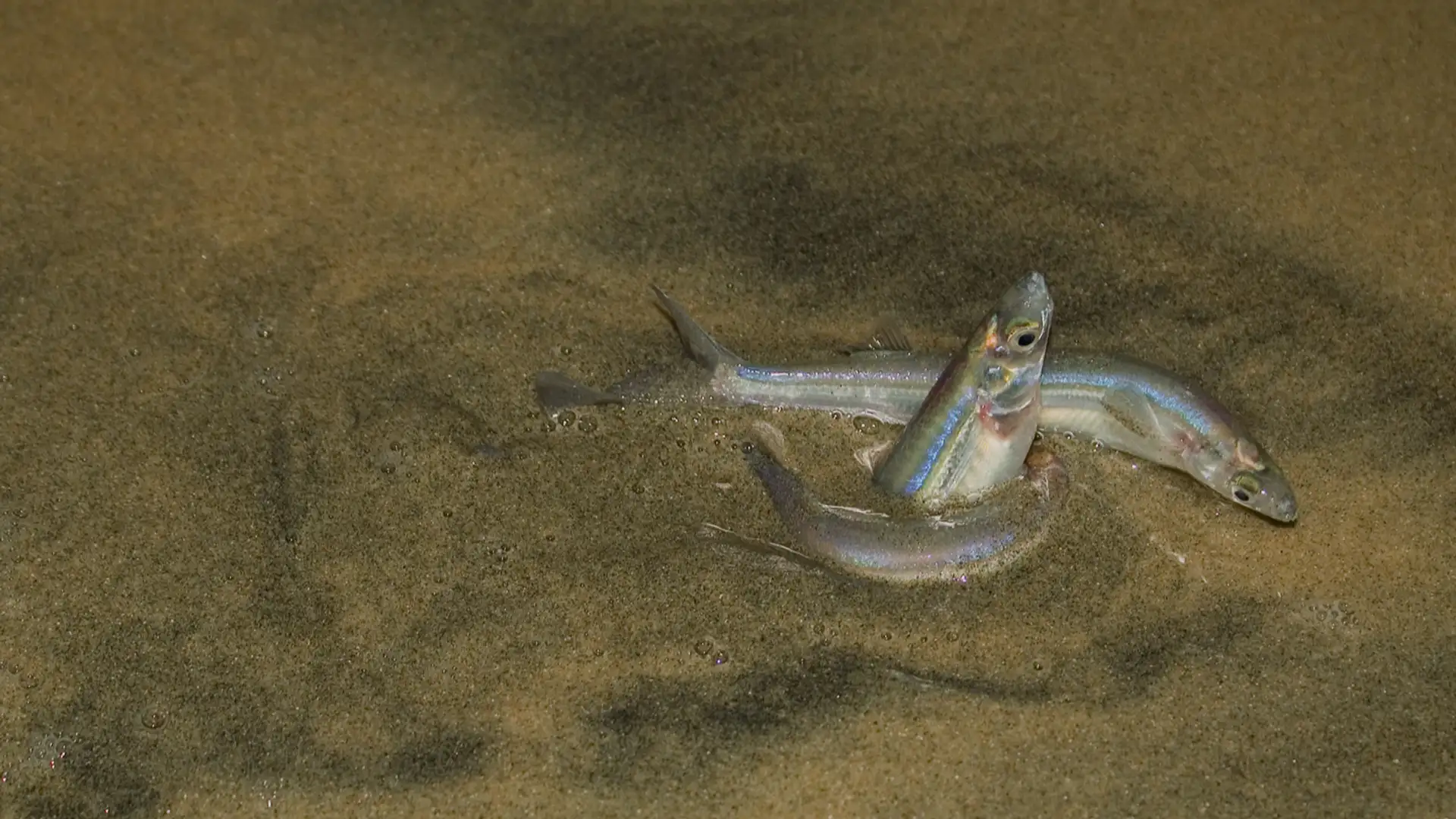 A Most Peculiar Fish