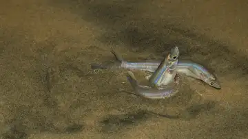 A Most Peculiar Fish