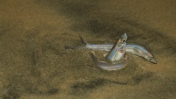 A Most Peculiar Fish