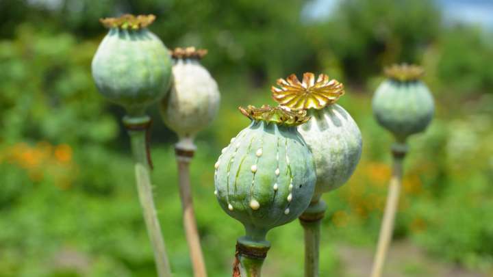 The Tangled History of Opium