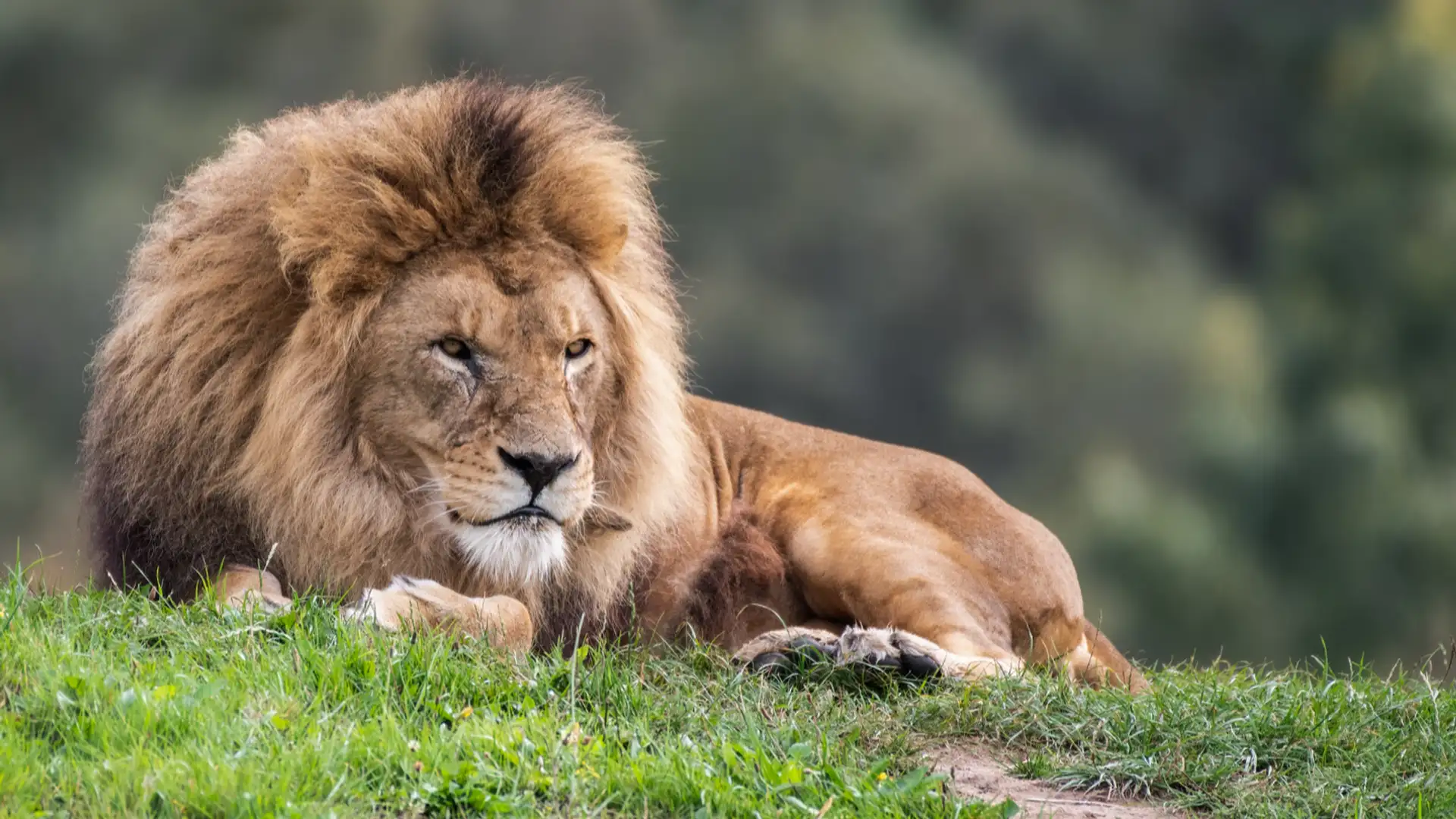 EXTRA: "Rabbit and Lion" by Laura Simms