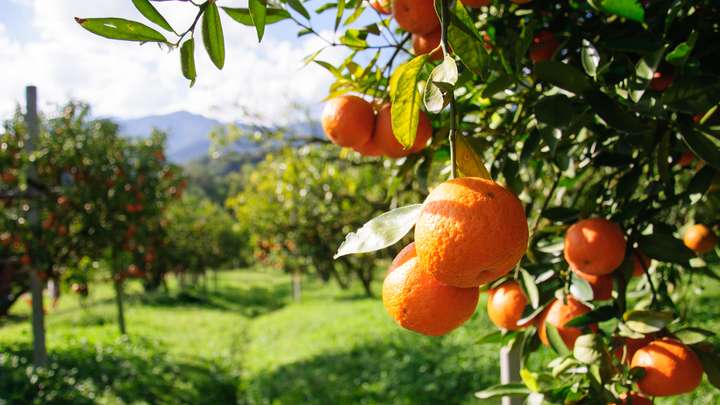 The Fruit of the Gospel