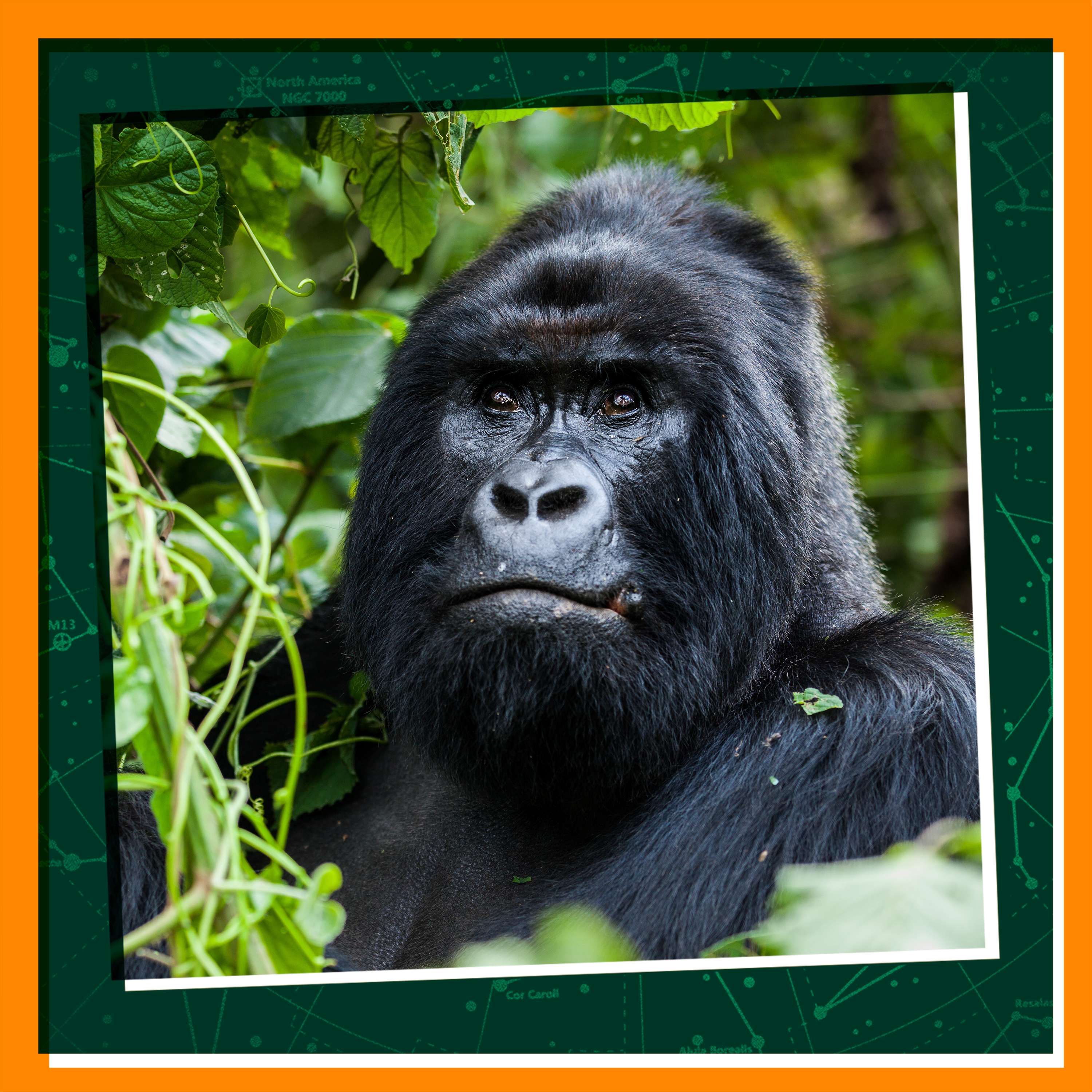 Replay: Animal Doctors Help Gorillas AND Humans!