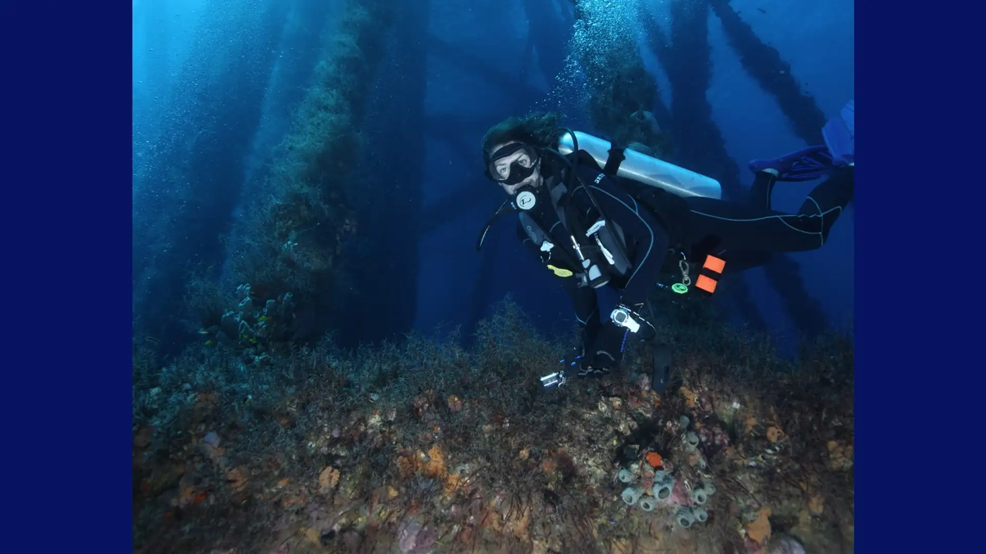 Abandoned Oil Rigs Provide Habitats for Coral Reefs and Endangered Species