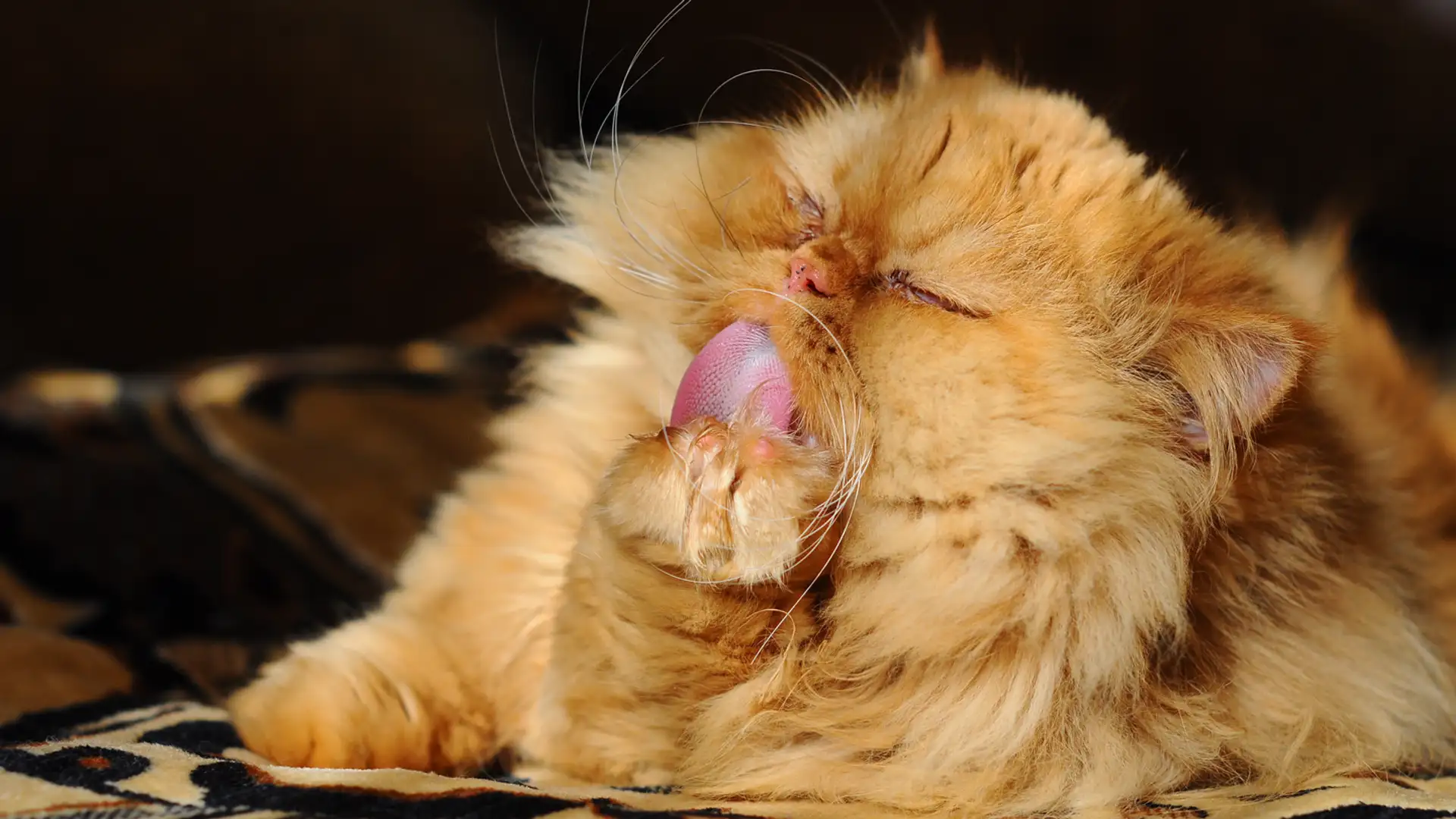 EXTRA: "El Gato Comelon" by Carrie Sue Avyar