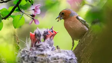 The Bird Way