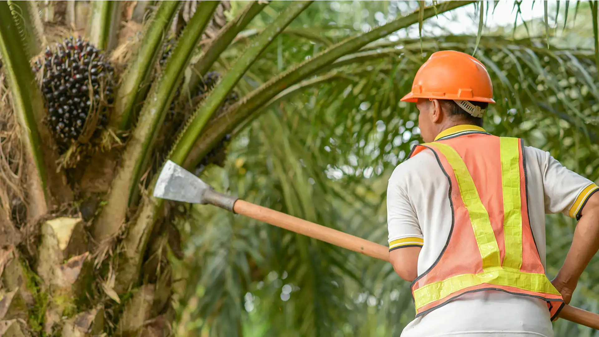 COVID-19 Origins, Pesticide Pollution, Palm Oil