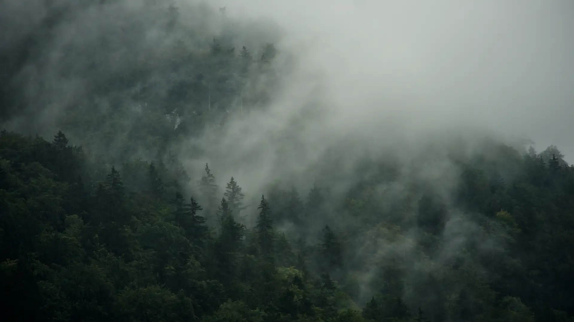 Evolution of Grimm's Fairy Tales