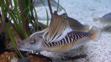The Study on Cuttlefish Vision Using 3D Glasses