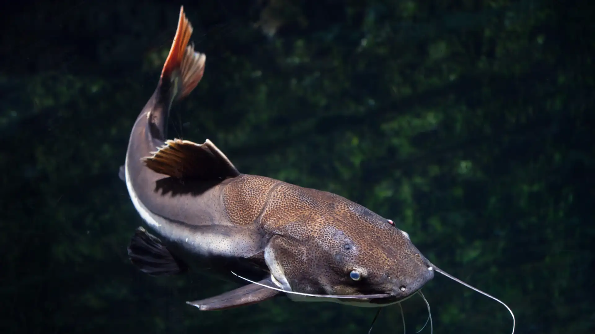 Why I Don’t Fish Anymore