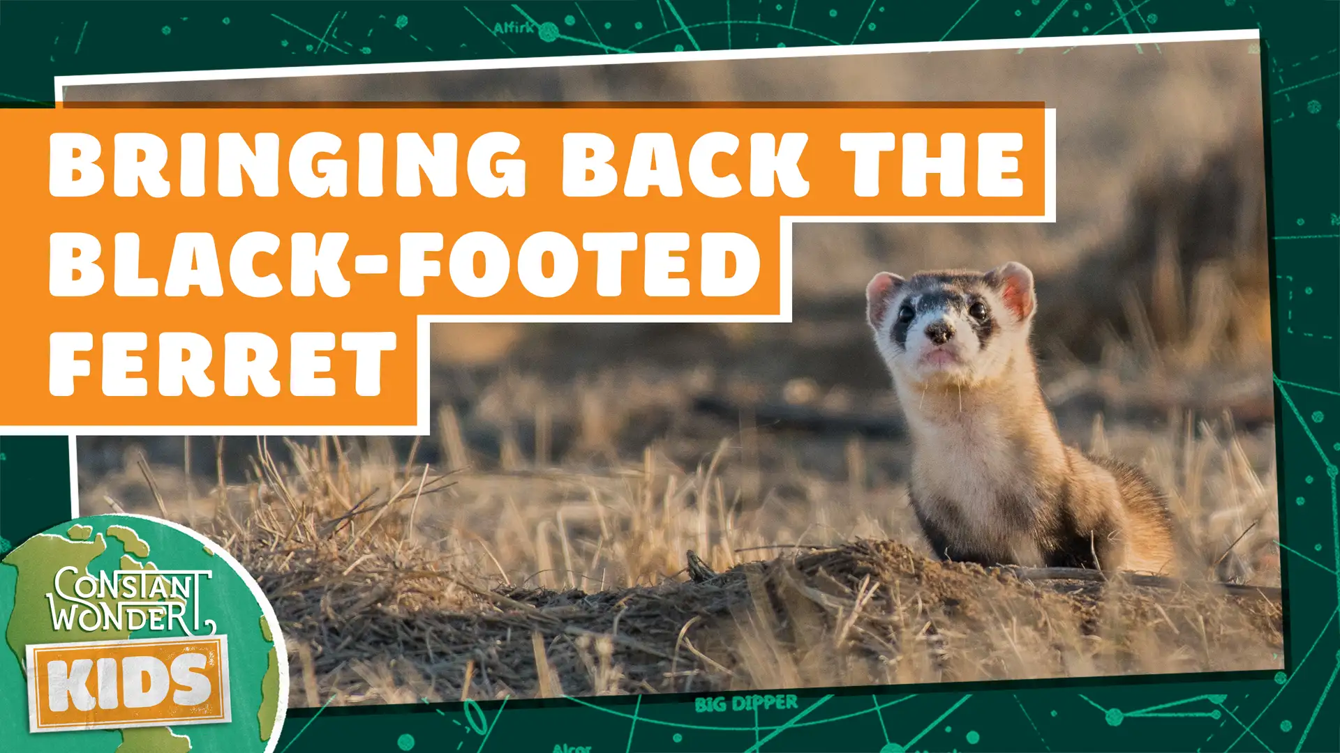 Bringing Back the Black-Footed Ferret