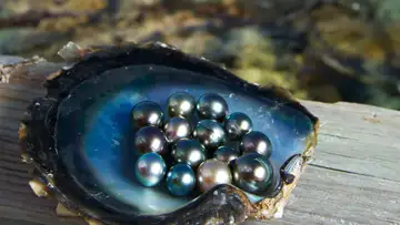 How to Farm a Pearl
