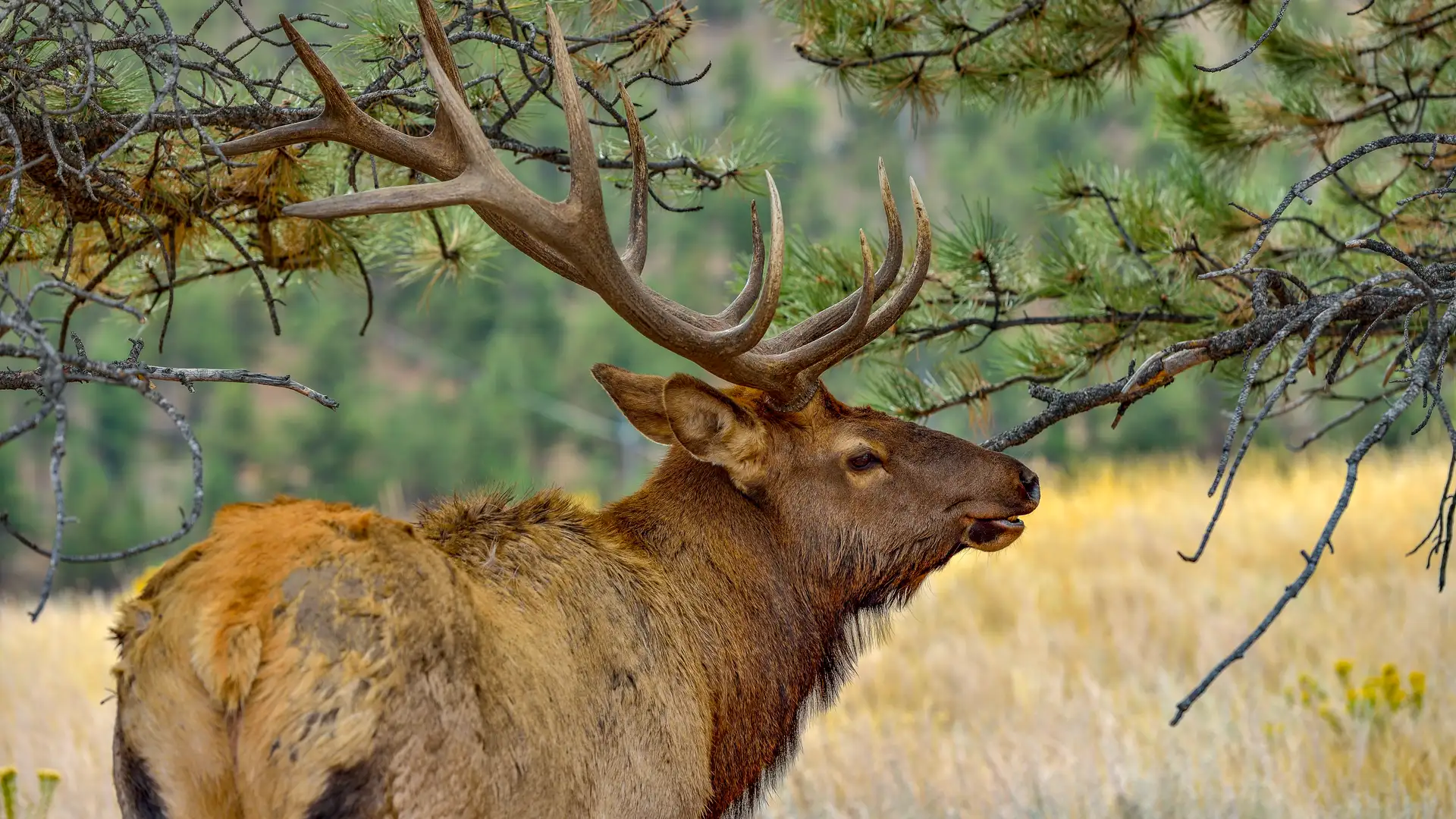 S3 E1: Saving Wild Sounds