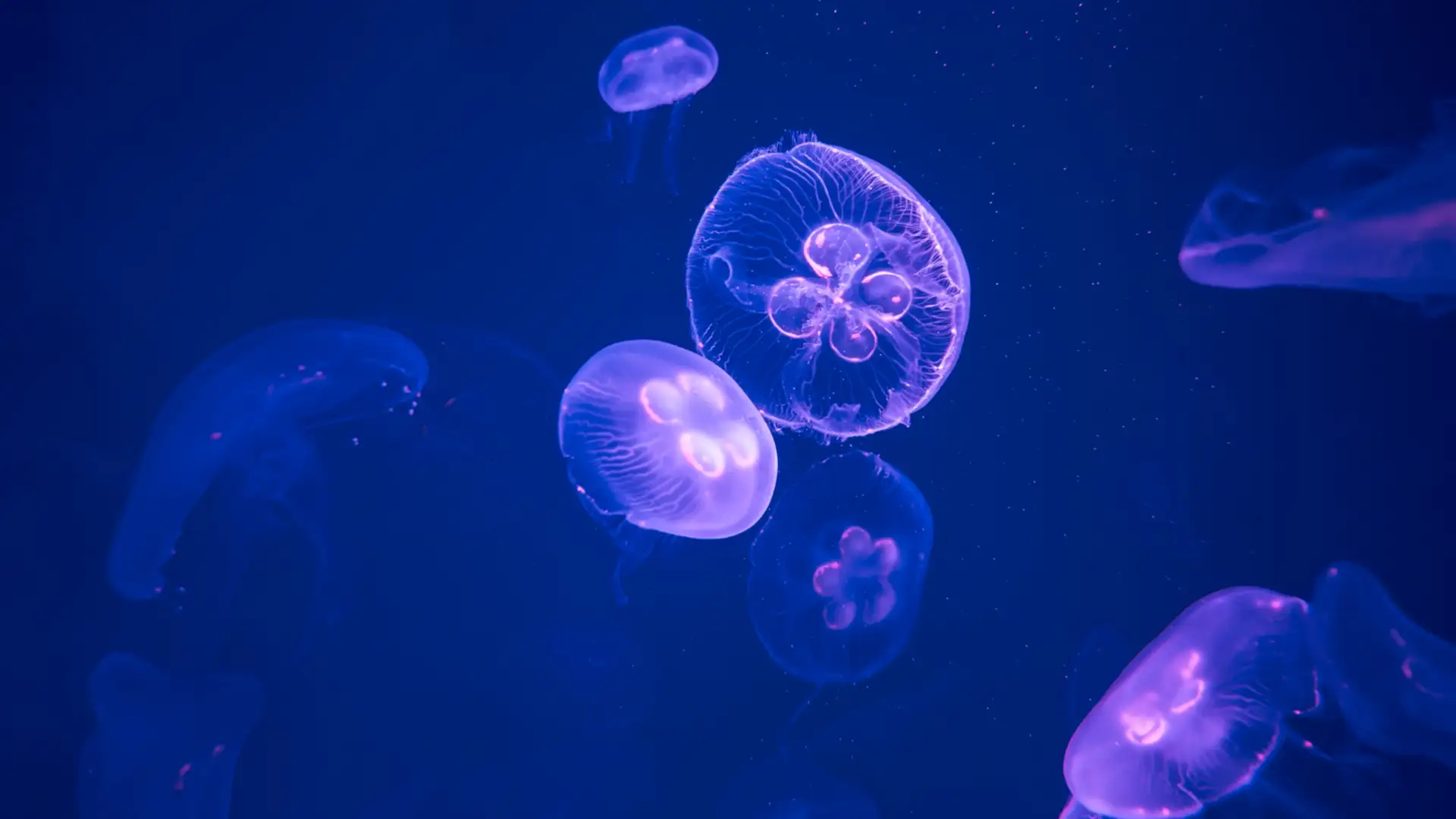 Exploring Light and Life in the Deep Sea