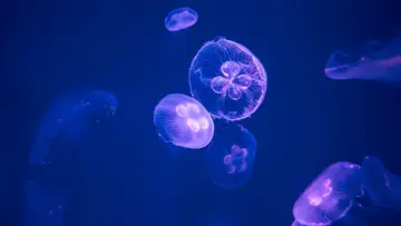 Exploring Light and Life in the Deep Sea