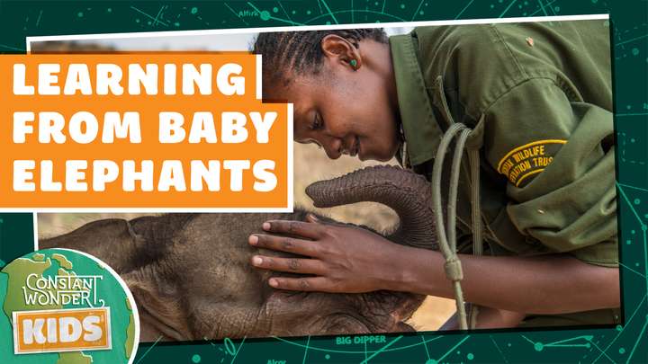 Replay: Learning from Baby Elephants