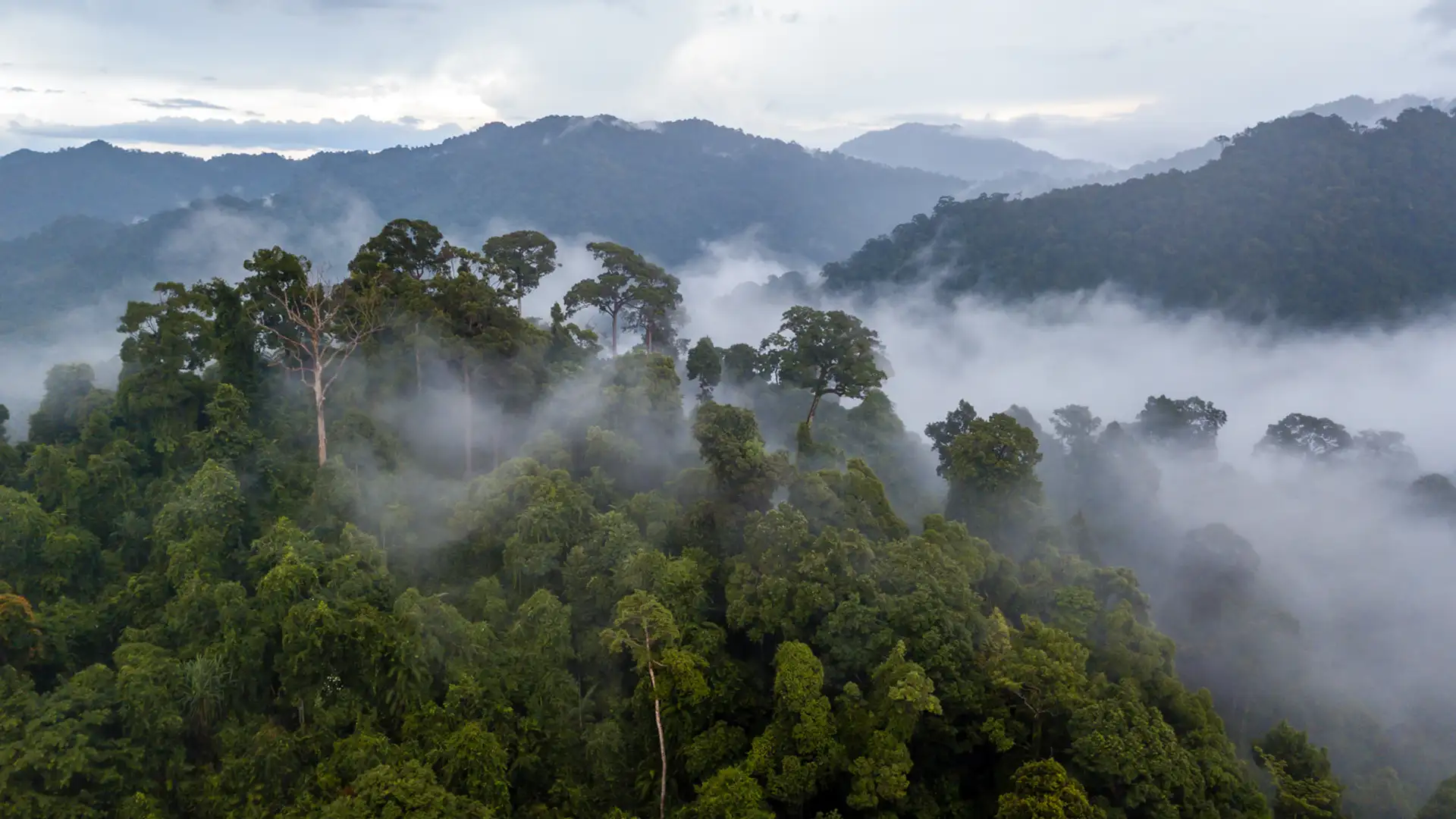 Lifesaving Secrets of the Natural World