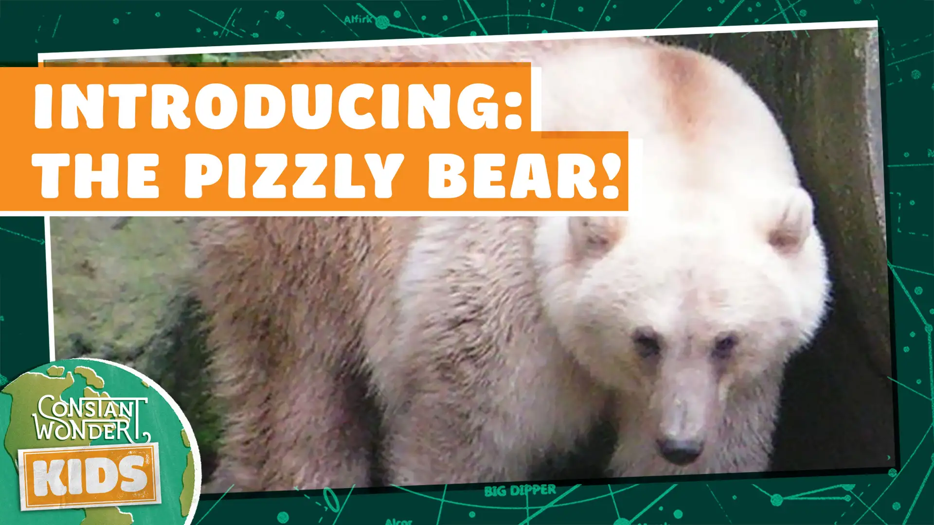 Introducing: The Pizzly Bear!