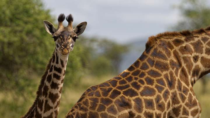Dwarf Giraffes Astound Researchers, Bring Awareness to Giraffe Conservation