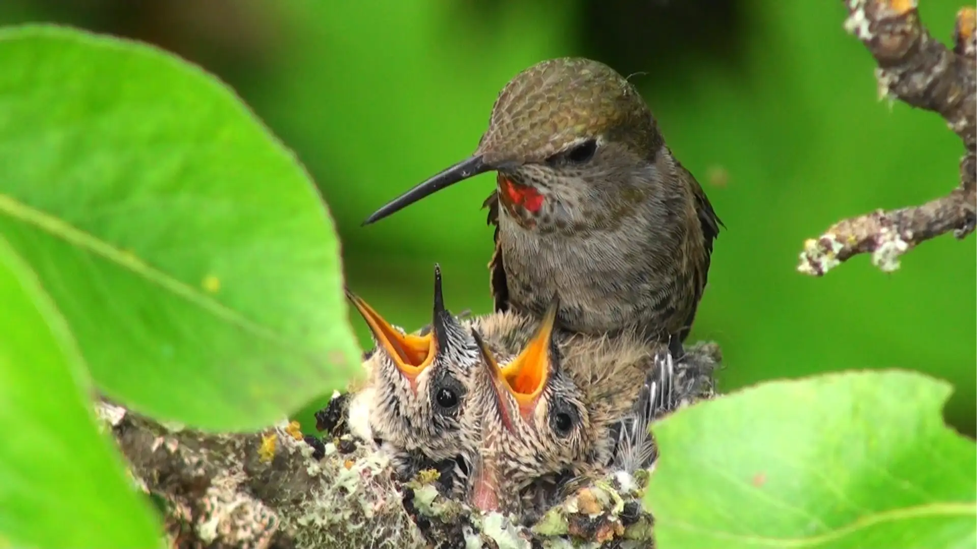Motherhood In Miniature: Hidden Insight from a Hummingbird Nursery