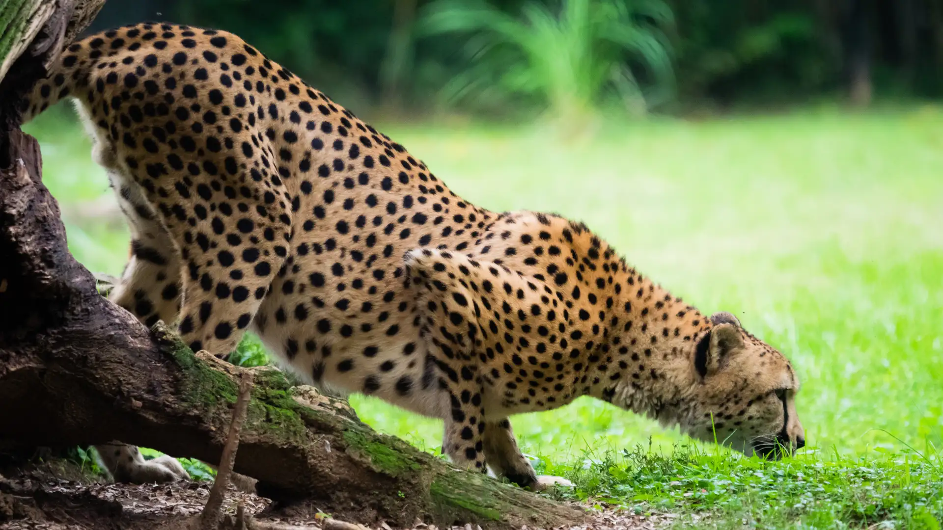 BITE: "Jaguar and Hare" by Simon Brooks