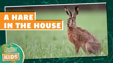 A Hare in the House