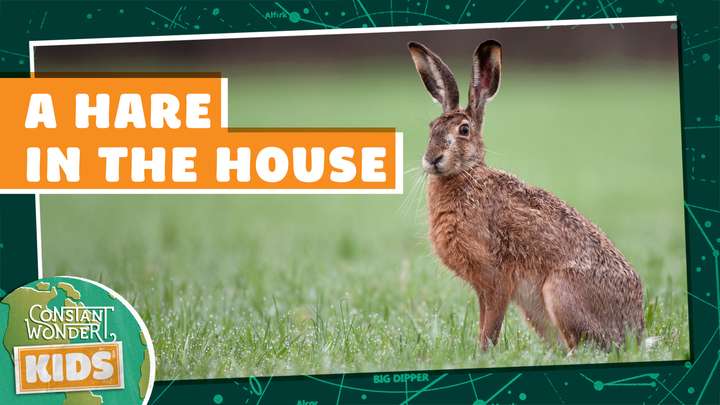 A Hare in the House
