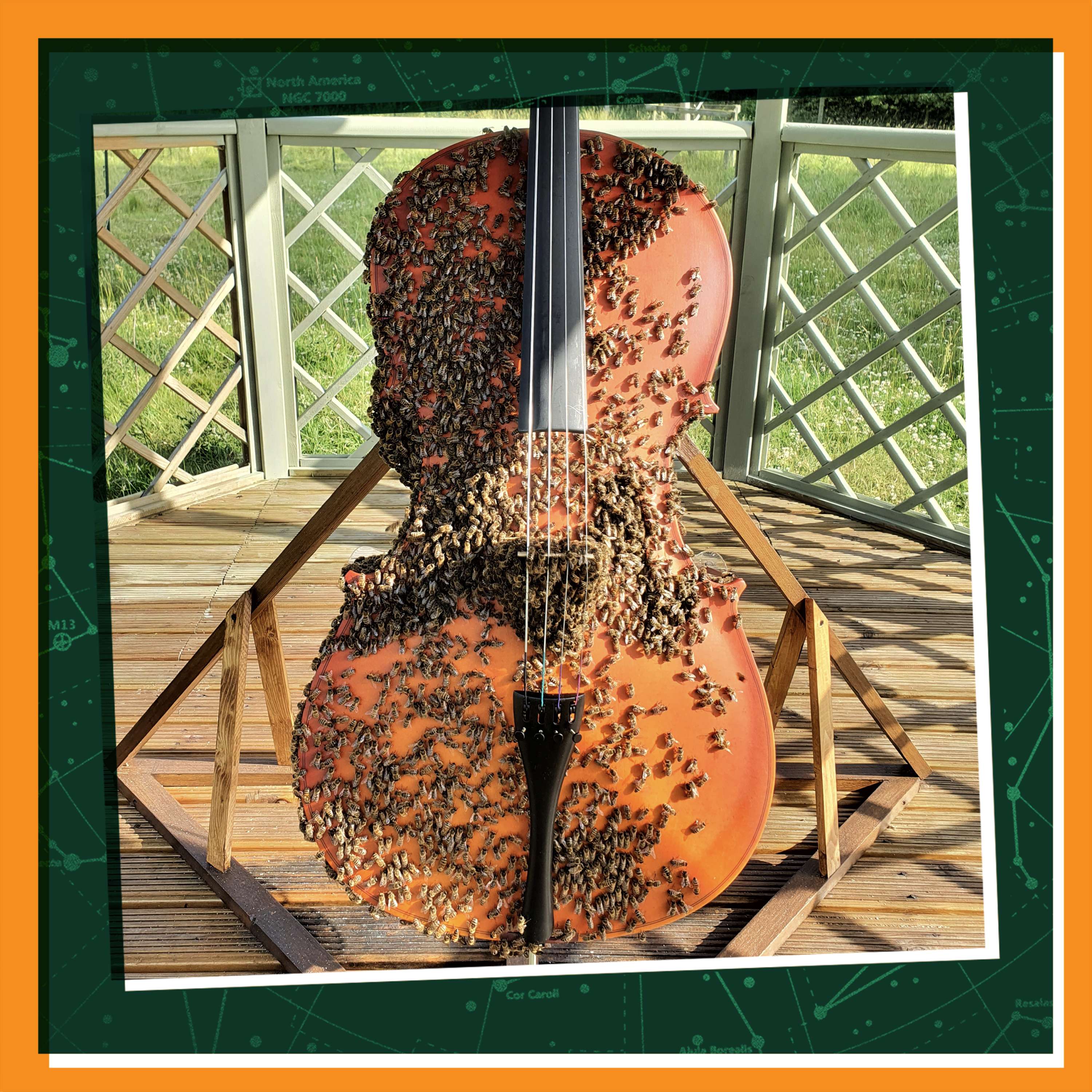 A Cello Full of Bees
