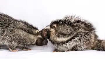 Clever Poisonous Rats