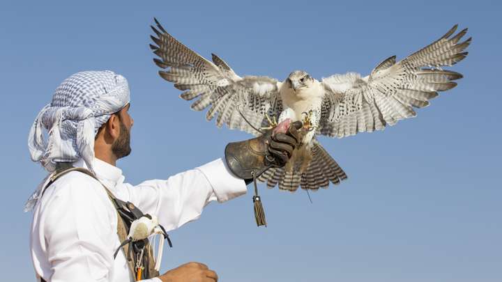 Falconry: The View from 1,000 Feet