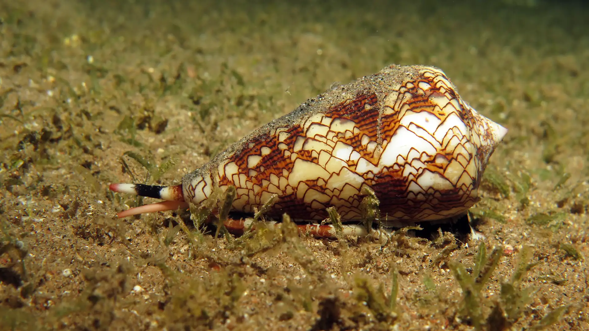 Why Study the World’s Biggest, Fastest, Loudest, Deadliest Organisms? (Besides that they're cool?)