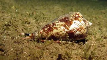 Why Study the World’s Biggest, Fastest, Loudest, Deadliest Organisms? (Besides that they're cool?)