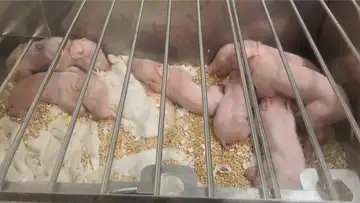 Humanized Pigs