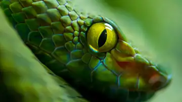 Venom Curator Saves Snakes