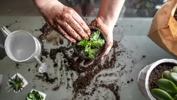 Spring Gardening