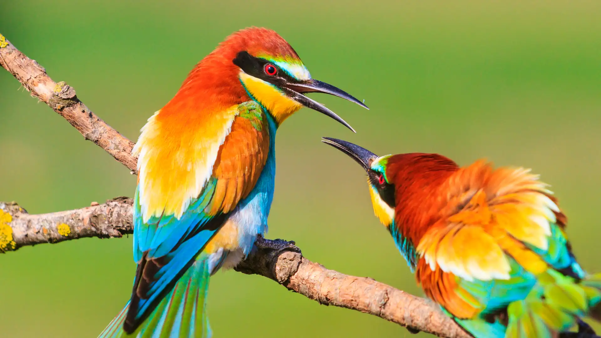 Bird-Brained Schemes