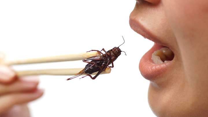 Eating Bugs Is Good for You and the Planet