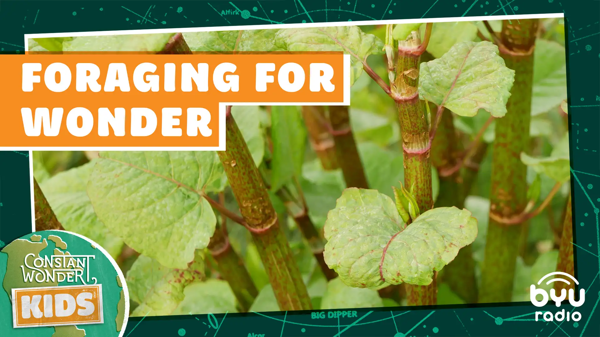 Foraging for Wonder