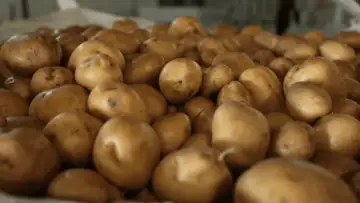 Hot Potato